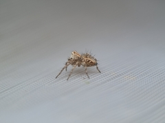 Oxyopes