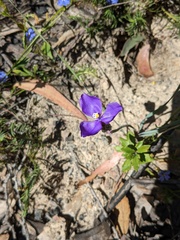 Patersonia