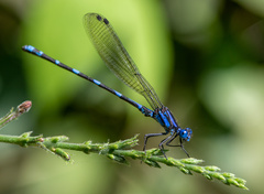Argia serva