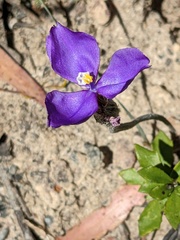 Patersonia
