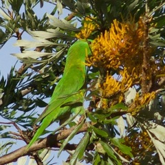 Trichoglossus chlorolepidotus