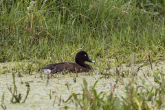 Aythya australis