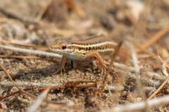 Ophisops elegans