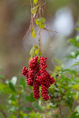 Smilax aspera