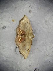 Enispa lutefascialis