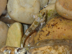 Lepidoblennius marmoratus