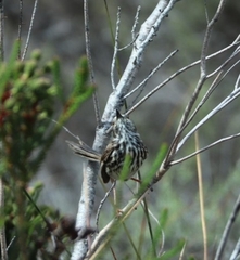 Prinia maculosa