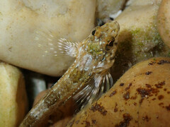 Lepidoblennius marmoratus