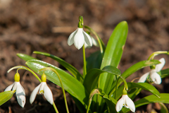 Galanthus woronowii