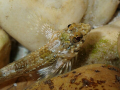 Lepidoblennius marmoratus