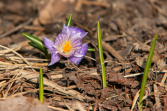 Crocus vernus