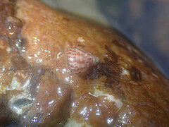 Prothalotia pulcherrima