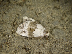 Maliattha signifera