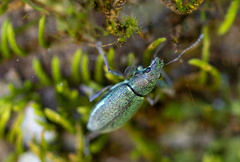 Naupactus auricinctus