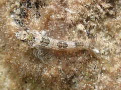 Lepidoblennius marmoratus