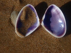 Latona deltoides