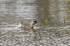 Poliocephalus poliocephalus