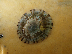 Cellana tramoserica
