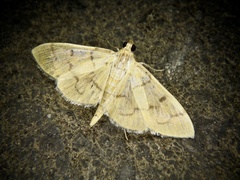 Patania chlorophanta
