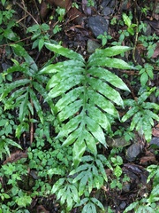 Leptochilus ellipticus