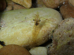 Palaemon serenus