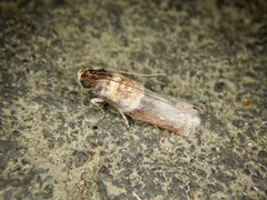 Addyme confusalis