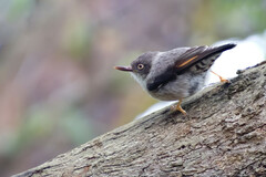 Daphoenositta chrysoptera