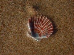 Pecten fumatus