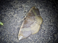 Astygisa chlororphnodes