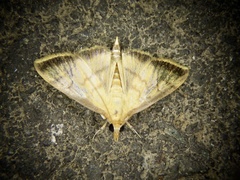 Sinibotys evenoralis