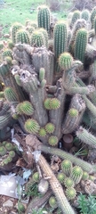 Cereus hildmannianus