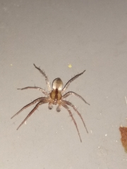 Arachosia praesignis