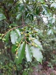Prunus spinulosa
