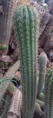 Cereus hildmannianus