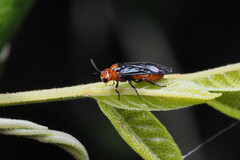 Argidae