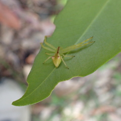 Sidymella rubrosignata