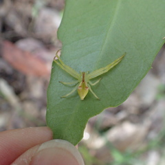 Sidymella rubrosignata