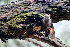 Daphoenositta chrysoptera