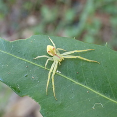 Sidymella rubrosignata