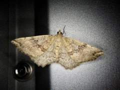 Xerodes rufescentaria