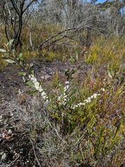 Hakea dactyloides