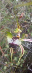 Caladenia parva