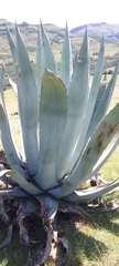 Agave seemanniana
