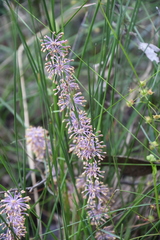 Lomandra multiflora multiflora
