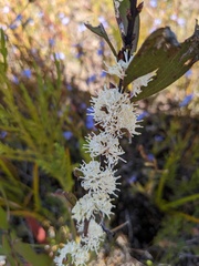 Hakea dactyloides