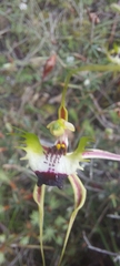 Caladenia parva