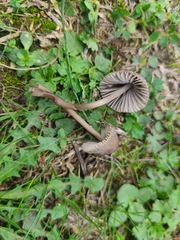 Mycena aetites