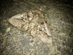 Protomiselia bilinea