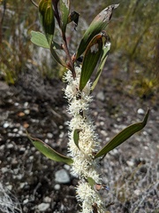 Hakea dactyloides