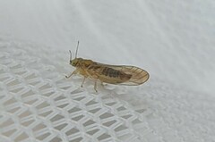 Anoeconeossa